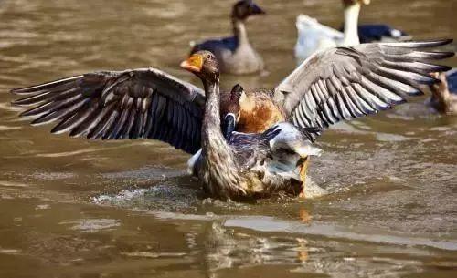瘾欢字母圈如果BDSM有另一个名字,我想会是“进化论在生物学中的亲吻” 瘾欢字母圈如果BDSM有另一个名字,我想会是“进化论在生物学中的亲吻”