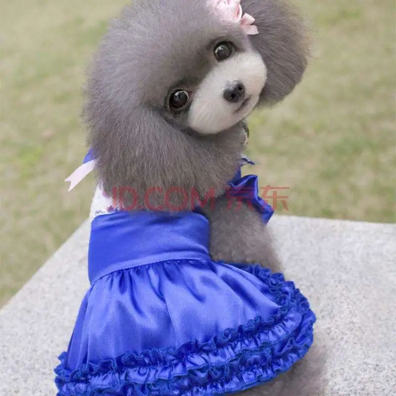 字母圈干货来了！走进BDSM中的伪娘——Sissy Maid