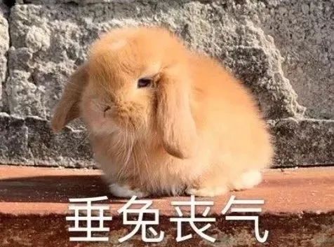 字母圈鉴定网络热门“伪Dom”生物 字母圈鉴定网络热门“伪Dom”生物