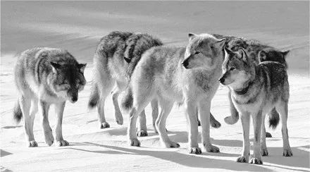 字母圈BDSM心理从何而来? 字母圈BDSM心理从何而来?