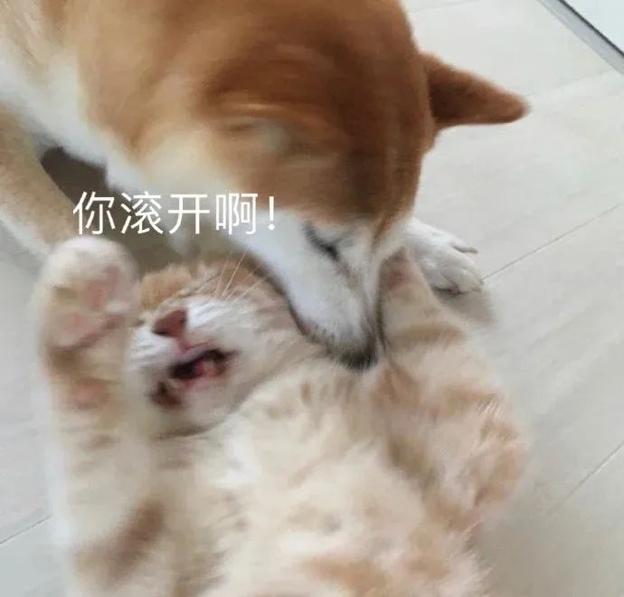 字母圈鉴定网络热门“伪Dom”生物 字母圈鉴定网络热门“伪Dom”生物