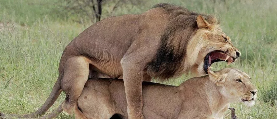 字母圈BDSM新人完全指南 字母圈BDSM新人完全指南