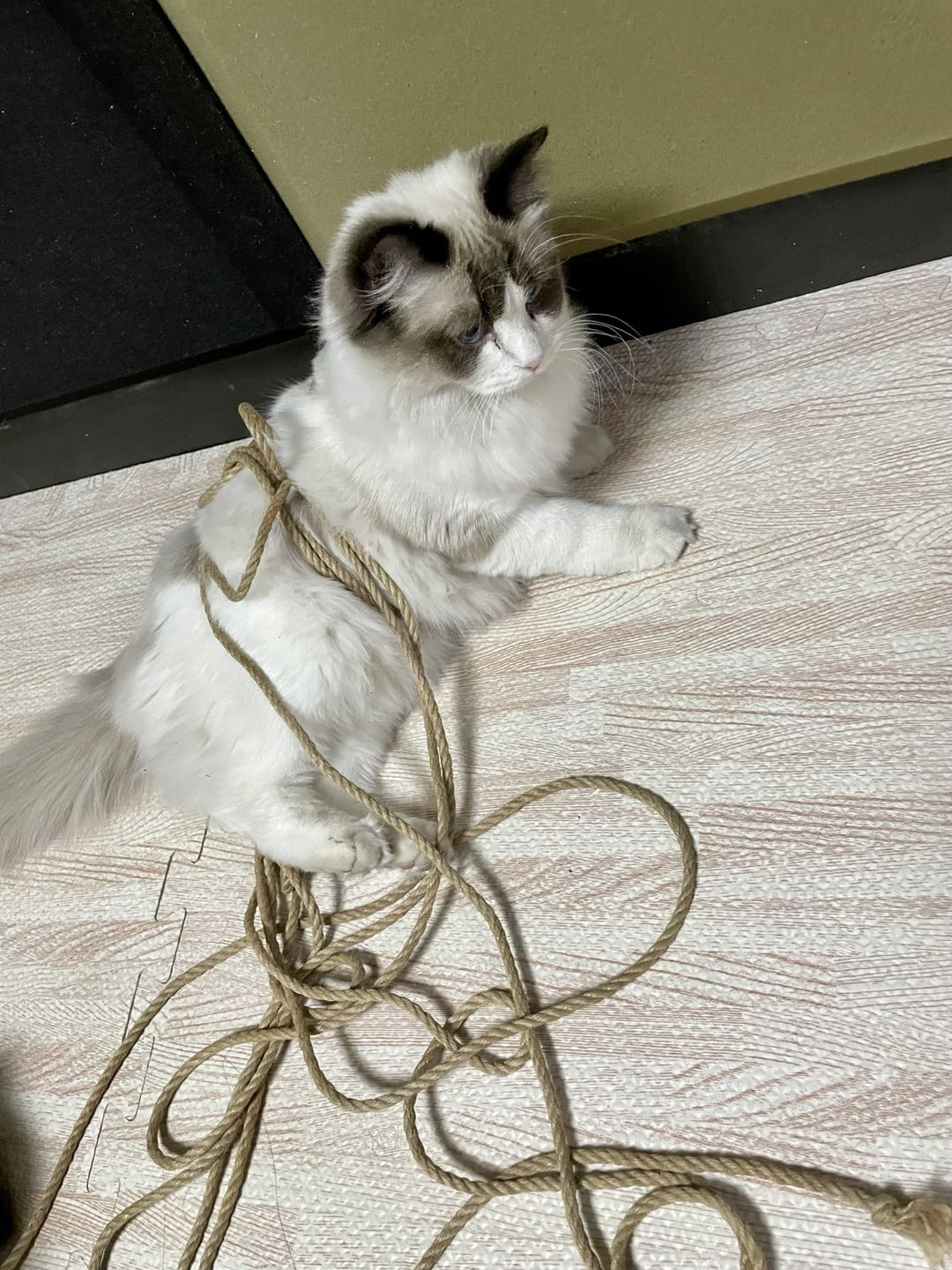 字母圈第一次当“奴”,是当“猫奴”(手动猫头 字母圈第一次当“奴”,是当“猫奴”(手动猫头