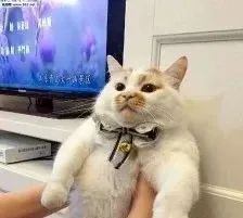 字母圈Dirty talk指南|如何正确理解并使用“你好骚啊” 字母圈Dirty talk指南|如何正确理解并使用“你好骚啊”