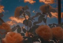 字母圈我和她(二)    渐入佳境-瘾欢