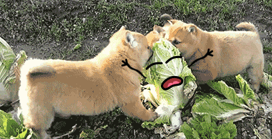 字母圈你连spank的历史都不了解，凭什么做我主人？（狗头