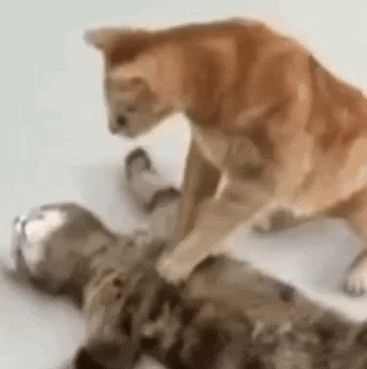 字母圈“妈系sub”——白骑士?or 大冤种? 字母圈“妈系sub”——白骑士?or 大冤种?