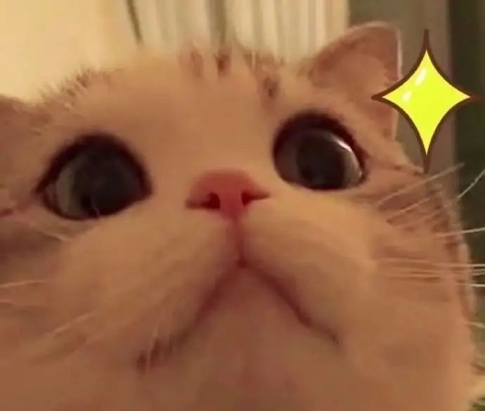 字母圈主人的脚脚只能用来舔嘛？