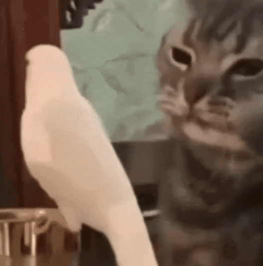 字母圈两攻相遇,必有一受,两switch相遇,组团乱斗 字母圈两攻相遇,必有一受,两switch相遇,组团乱斗