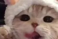 字母圈主人的脚脚只能用来舔嘛?-瘾欢