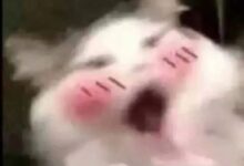 字母圈“我是您的小玩具吗”------bdsm中的“物化”-瘾欢