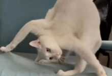 字母圈物化play,我不做人了,jojo!-瘾欢