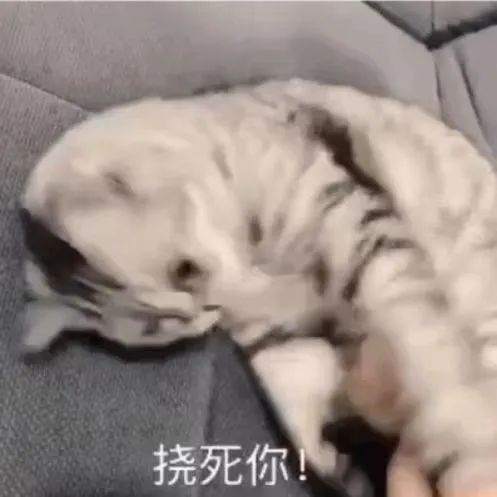 字母圈坏姐姐与好小狗