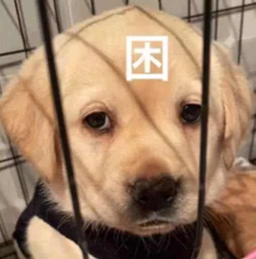 字母圈坏姐姐与好小狗