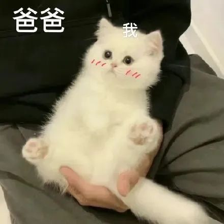 字母圈放置play真的是制服brat的终极杀手锏! 字母圈放置play真的是制服brat的终极杀手锏!