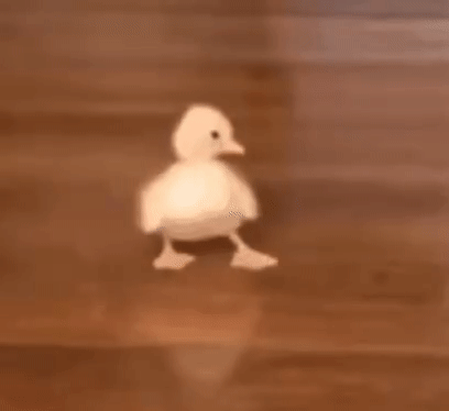 字母圈曾经梦想做“手黑严主”，现在卷技能卷到想哭