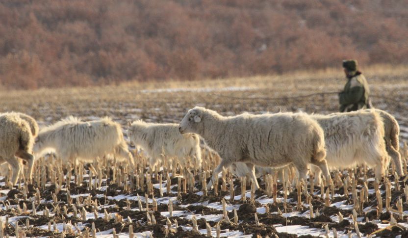 字母圈SM圈终极疑问：S老了该咋整？