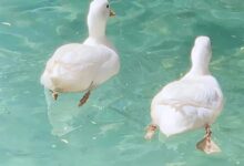 天津字母圈Dom 应该拥有的特质:克制-瘾欢