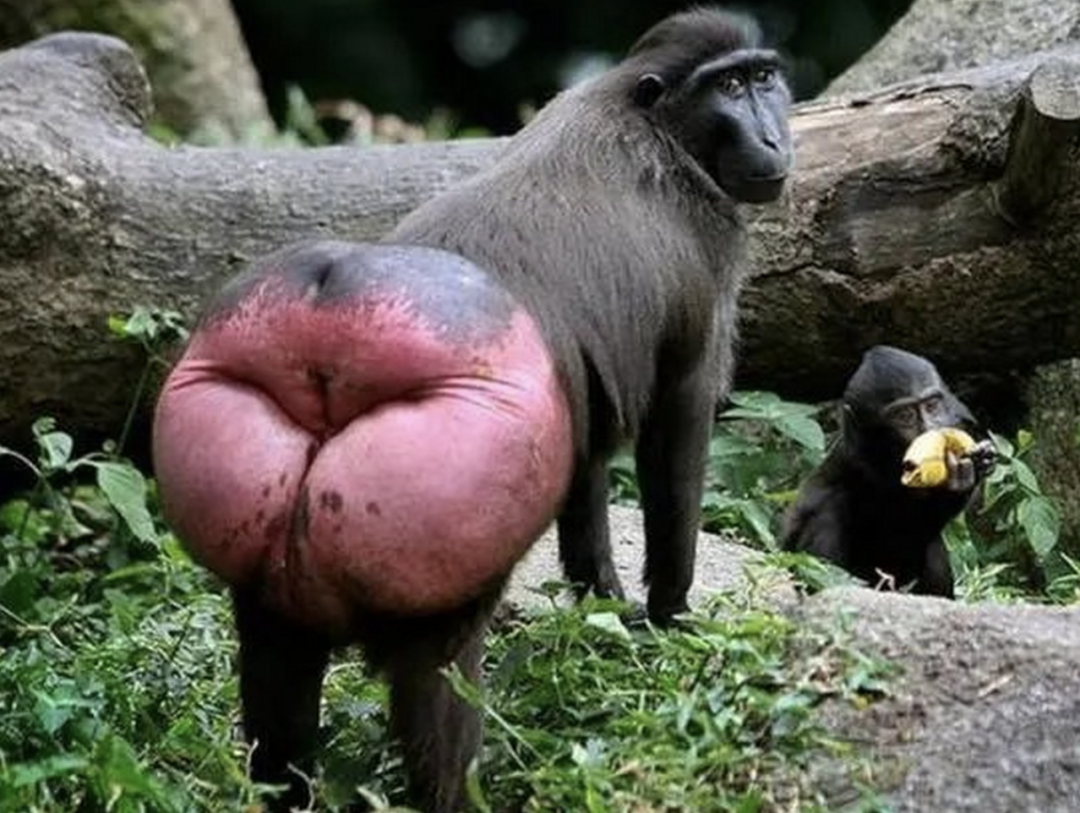 字母圈正经地在研究打屁股(>﹏<) 字母圈正经地在研究打屁股(>﹏<)