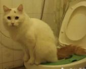 字母圈我尿裤子了,这在成年人里也是相当炸裂的 字母圈我尿裤子了,这在成年人里也是相当炸裂的