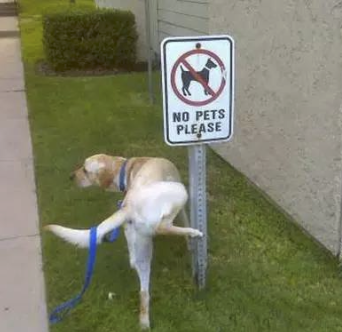 字母圈我尿裤子了,这在成年人里也是相当炸裂的 字母圈我尿裤子了,这在成年人里也是相当炸裂的