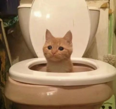 字母圈我尿裤子了,这在成年人里也是相当炸裂的 字母圈我尿裤子了,这在成年人里也是相当炸裂的