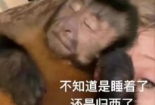 加拿大字母圈很多D/S玩家都忽视了这点重要的事-瘾欢