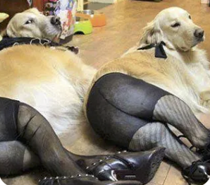 字母圈“我做了一套能监测身体的全自动自罚装置” 字母圈“我做了一套能监测身体的全自动自罚装置”