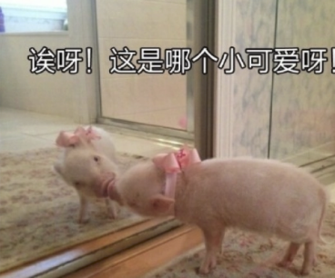 字母圈玩腻了宠物play,“畜牧农场”play考虑一下? 字母圈玩腻了宠物play,“畜牧农场”play考虑一下?