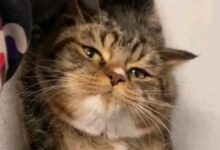 关于brat挨训的几个特点-瘾欢