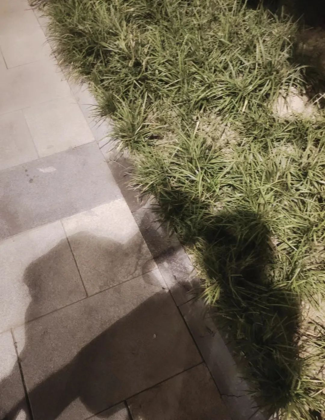 字母圈我的小狗恋人 字母圈我的小狗恋人