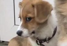 当brat说我错了,其实是在......-瘾欢