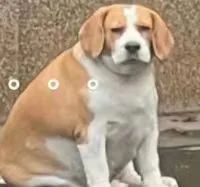 字母圈“去哪找‘ATM奴’?” 字母圈“去哪找‘ATM奴’?”