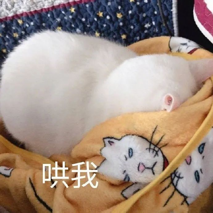 字母圈“虐恋”的前提是“恋” 字母圈“虐恋”的前提是“恋”