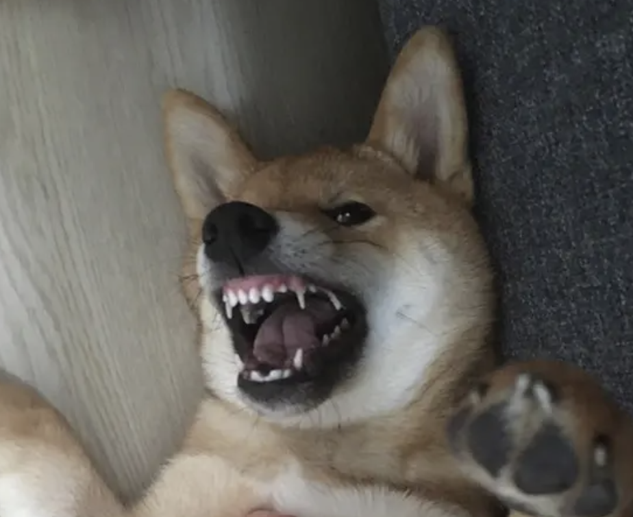 字母圈真 · 小狗日记