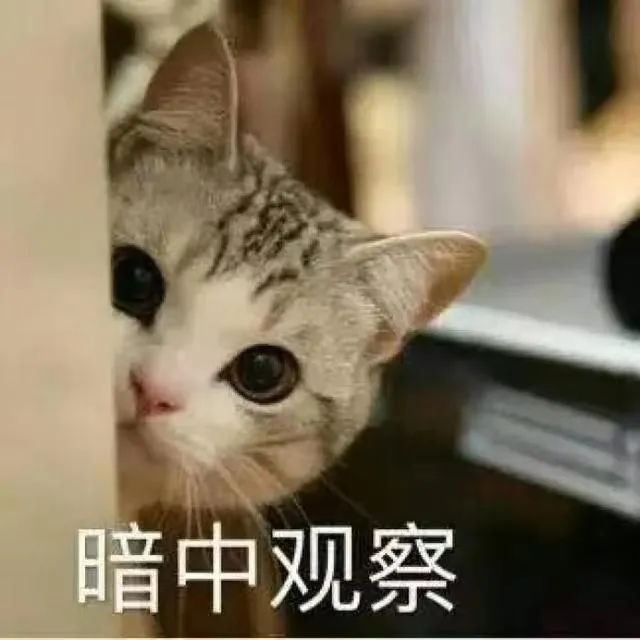 字母圈不是所有的brat都只会皮