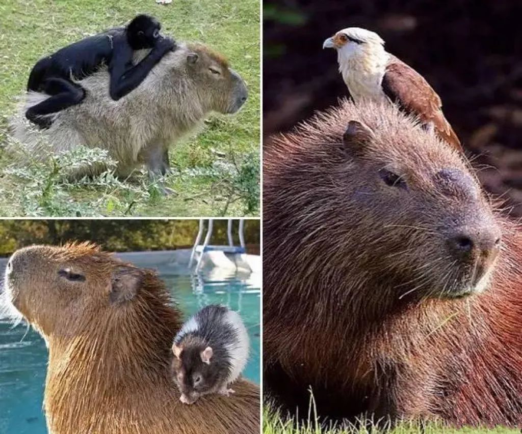 字母圈“男妈妈到底都是谁在谈啊!!!” 字母圈“男妈妈到底都是谁在谈啊!!!”