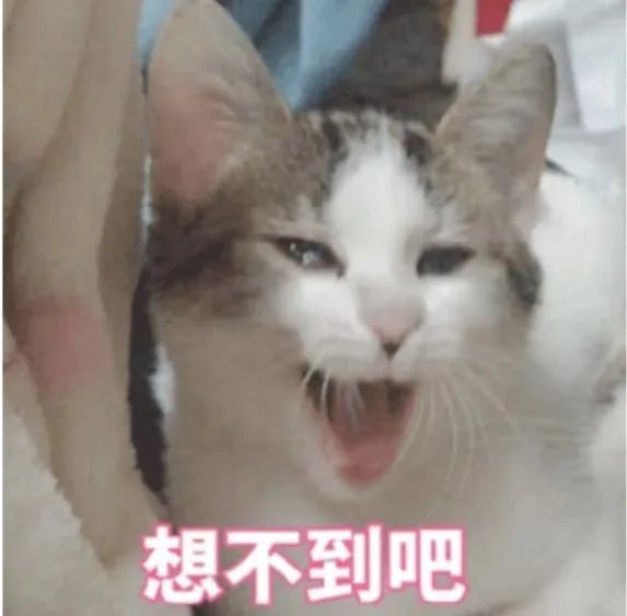 字母圈不是所有的brat都只会皮