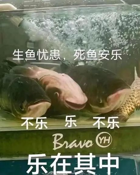 字母圈谁说S不能比brat还皮! 字母圈谁说S不能比brat还皮!