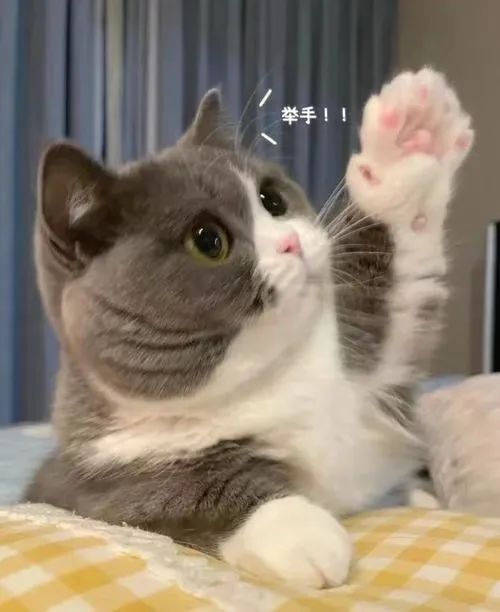 字母圈一周脑洞｜DDLG的爱意