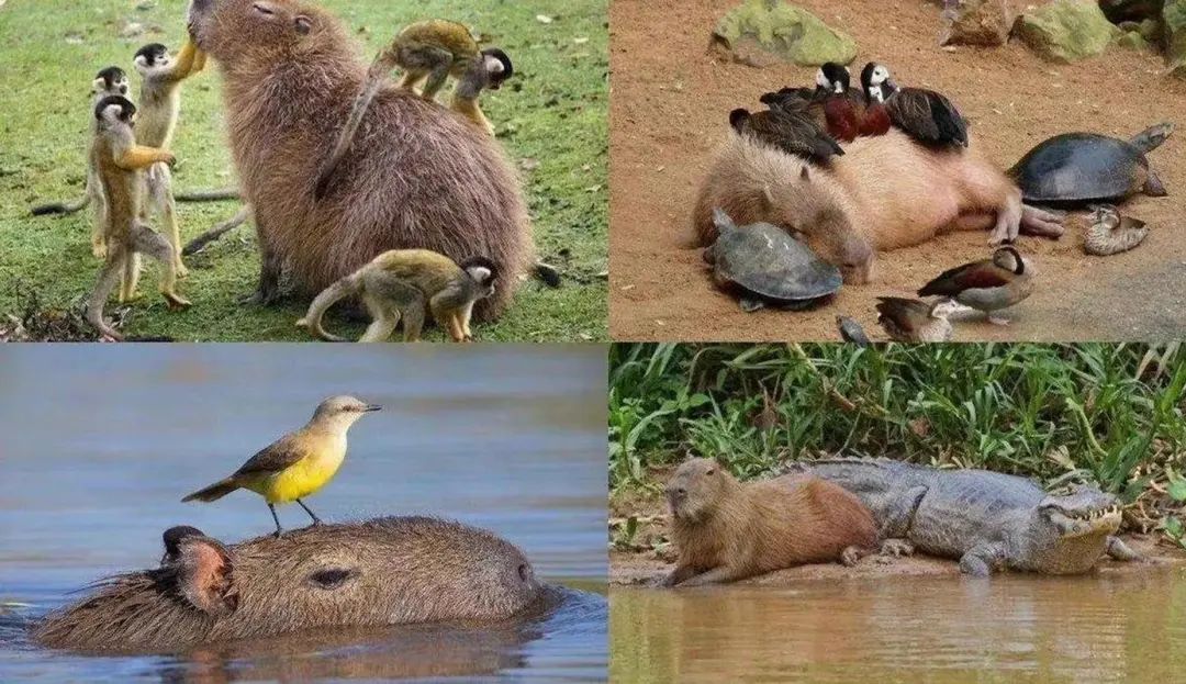 字母圈“男妈妈到底都是谁在谈啊!!!” 字母圈“男妈妈到底都是谁在谈啊!!!”