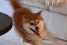 海外字母圈小狗游戏-瘾欢