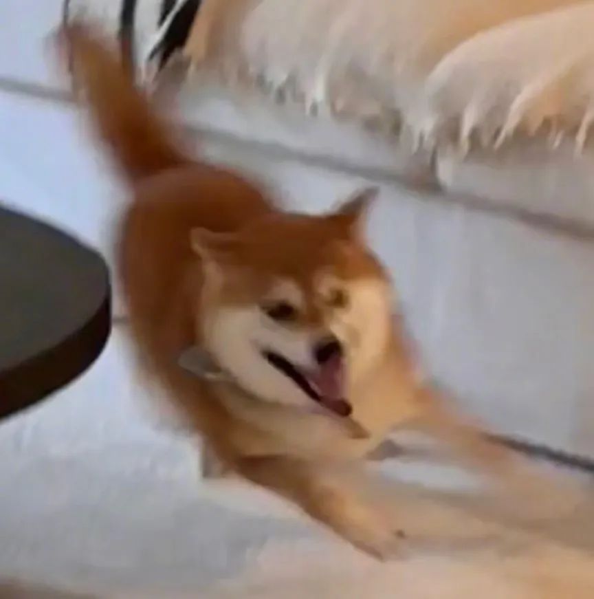 字母圈小 狗 游 戏 字母圈小 狗 游 戏