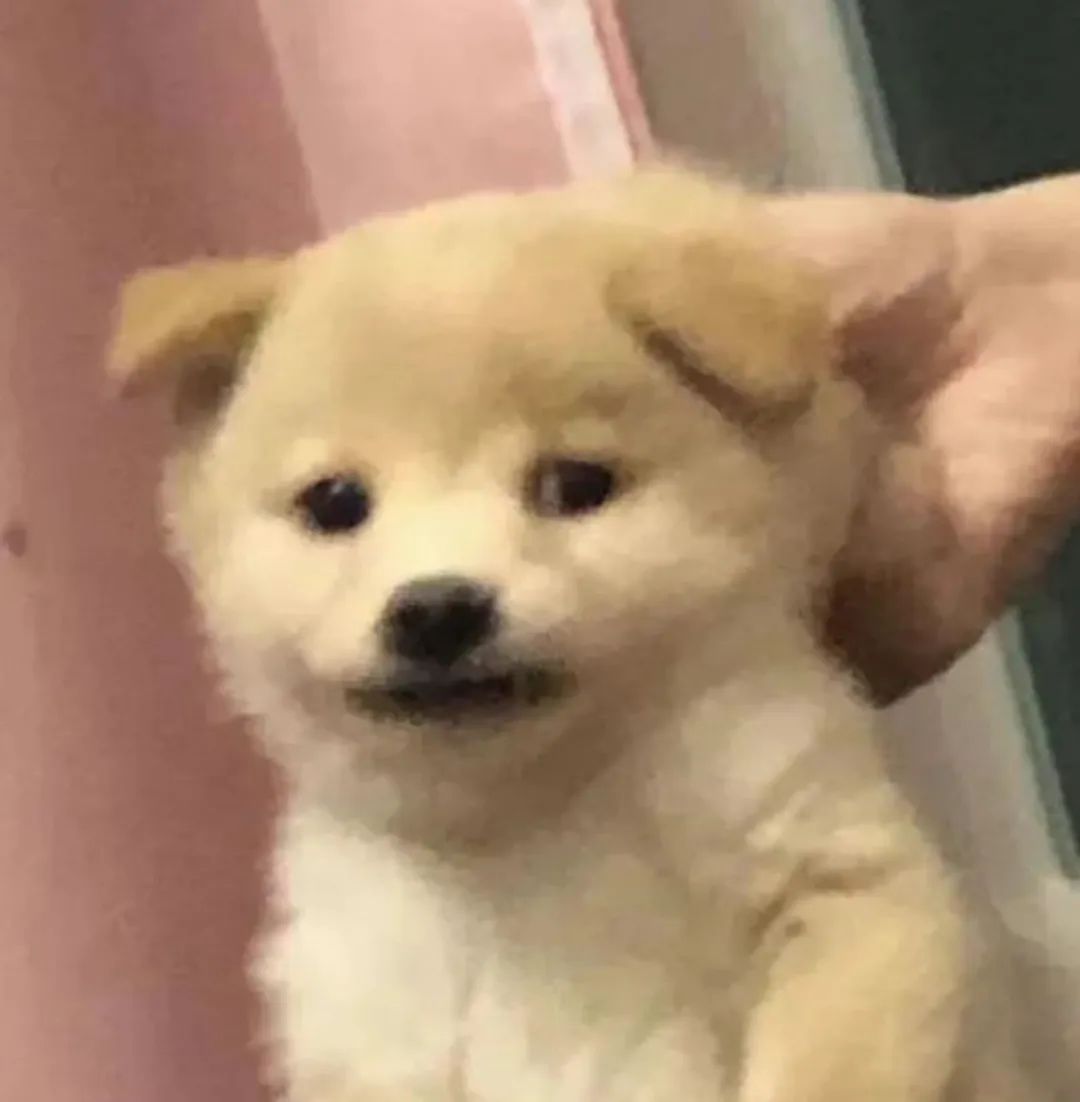 字母圈小 狗 游 戏 字母圈小 狗 游 戏