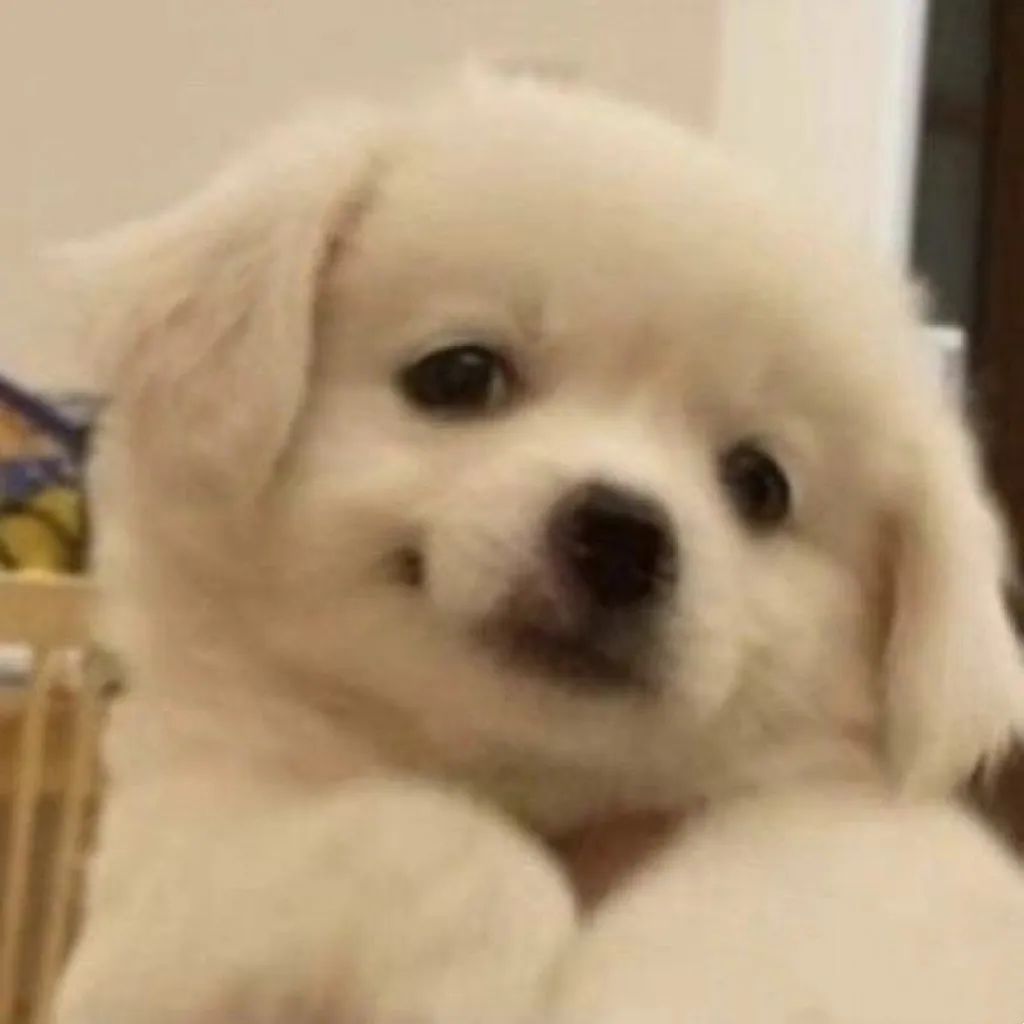 字母圈小 狗 游 戏 字母圈小 狗 游 戏