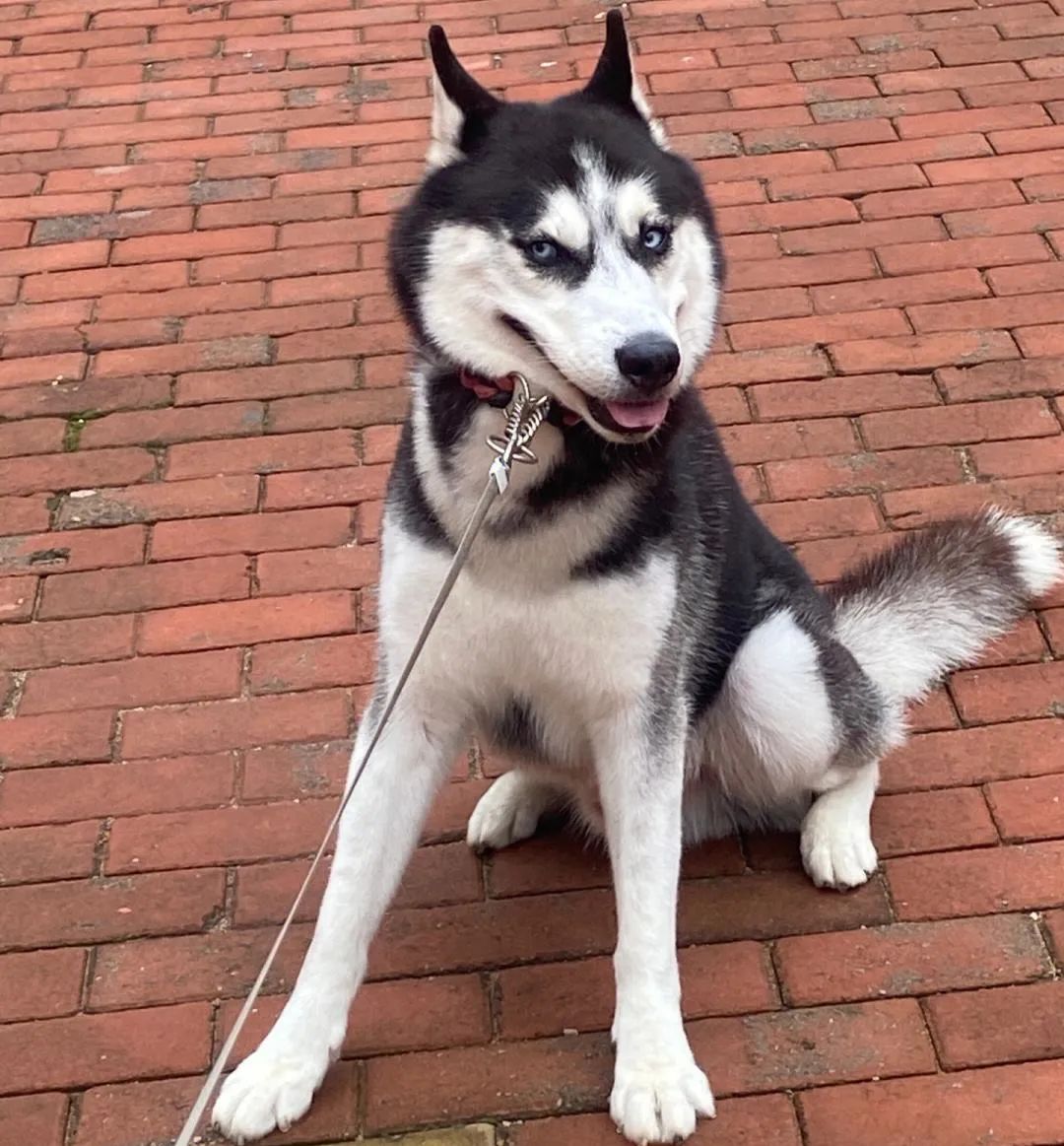 字母圈小 狗 游 戏 字母圈小 狗 游 戏