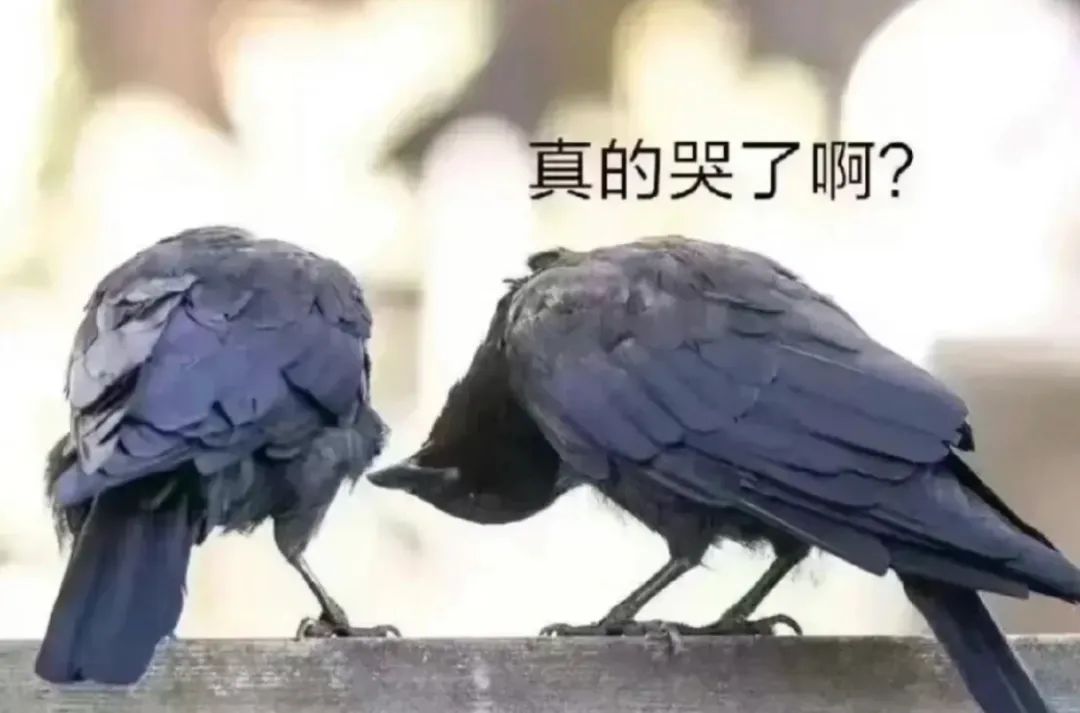 字母圈驯 服 brat 指 南 字母圈驯 服 brat 指 南