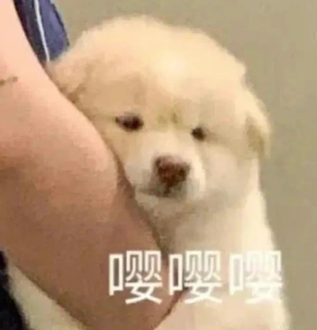 字母圈小 狗 游 戏 字母圈小 狗 游 戏