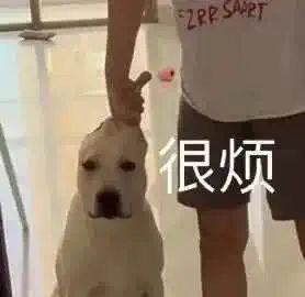 字母圈小 狗 游 戏 字母圈小 狗 游 戏