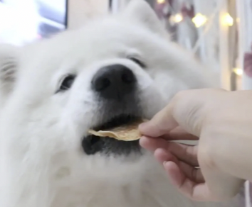 字母圈“投喂小猪”又是什么play?想试! (๑><๑) 字母圈“投喂小猪”又是什么play?想试! (๑><๑)